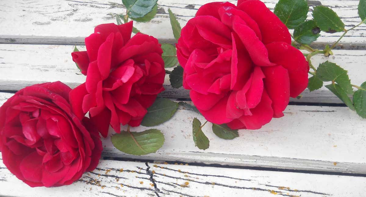 Rose rosse per Maria