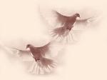 colombe